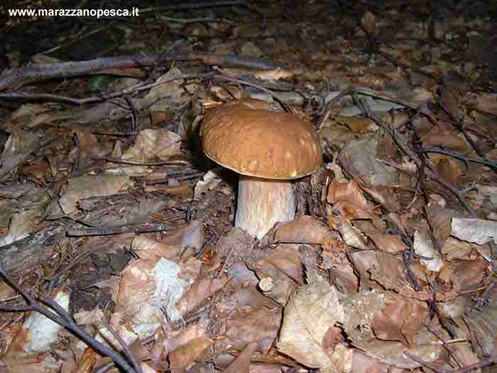  Image name: 117 Porcino.jpg 
 width: 700 pixel 
 height: 525 pixel 
 Size: 32482 bytes 
 Click to enlarge 